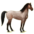 Reitpferd Mustang Roan