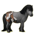 Pony Shetlandpony Apfelschimmel