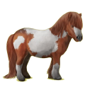Pony Shetlandpony Fuchs