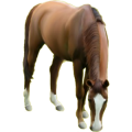Pony Welsh Cob Brauner