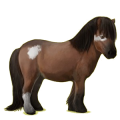 Pony Rappe