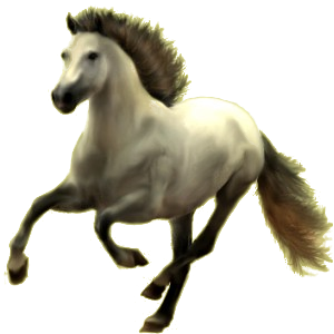 Reitpferd Isländer Fuchs