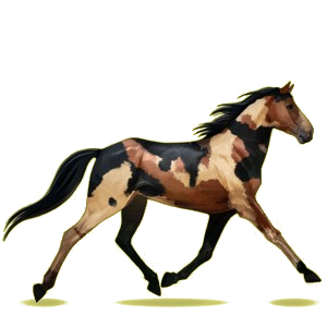 Reitpferd Morgan Rappe