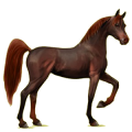 Reitpferd Fuchs