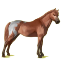 Pegasus-Pony Deutsches Reitpony Falbe