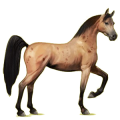 Reitpferd Araber Apfelschimmel