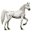 Reitpferd Araber Apfelschimmel