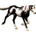 Reitpferd Appaloosa fuchsfarbener Leopard
