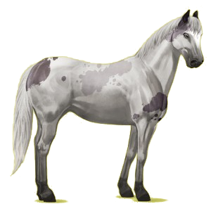 Reitpferd Paint Horse Apfelschimmel mit Tobiano-Scheckung