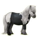 Pony Shetlandpony Rappe