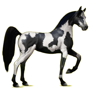 Reitpferd Araber Fuchs