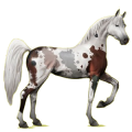 Reitpferd Araber Hellgrau