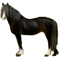 Pony Deutsches Reitpony Dunkelbrauner