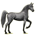 Reitpferd Apfelschimmel