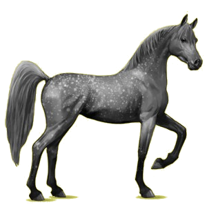 Reitpferd Araber Fuchs