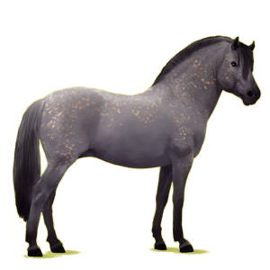 Pony Norweger Braunfalben