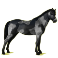 Pegasus-Pony Deutsches Reitpony Dunkelbrauner
