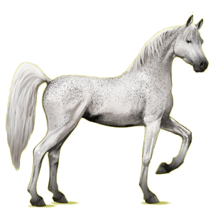 Reitpferd Araber Rotbrauner