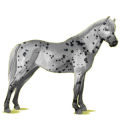 Pony Deutsches Reitpony Rappe