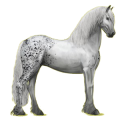 Reitpferd Friese Rappe