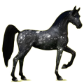 Reitpferd Araber Rappe