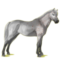 Pony Welsh Cob Fuchs