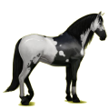 Reitpferd Rappe