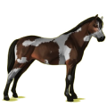 Pony Welsh Cob Rappe