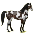 Reitpferd Mustang Brauner