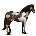 Reitpferd Andalusier Brauner