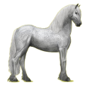 Reitpferd Friese Rappe