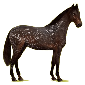 Reitpferd Holsteiner Fuchs