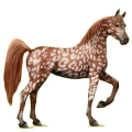 Reitpferd Araber Fuchs