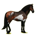 Reitpferd Andalusier Brauner