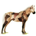 Pony Deutsches Reitpony Brauner