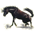 Einhorn-Reitpferd Friese Rappe