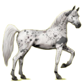 Reitpferd Araber Hellgrau