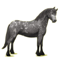 Pony Quarter Pony Dunkelbrauner