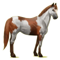 Reitpferd Paint Horse Brauner mit Tovero-Scheckung 