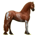 Reitpferd Friese Rappe