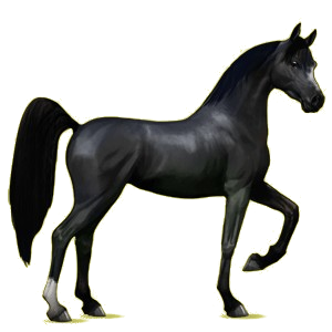 Reitpferd Araber Rappe