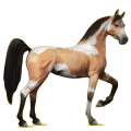 Reitpferd Araber Mausgrau