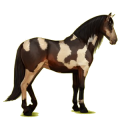 Reitpferd Andalusier Dunkelbrauner