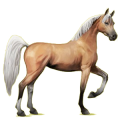 Reitpferd Araber Roan