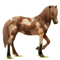Reitpferd Isländer Fuchs