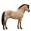 Pony Norweger Braunfalben