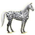 Reitpferd Mustang Rappe