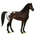 Reitpferd Mustang Brauner