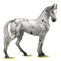 Reitpferd Marwari Rotbrauner
