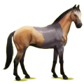 Reitpferd Deutsches Reitpferd Apfelschimmel
